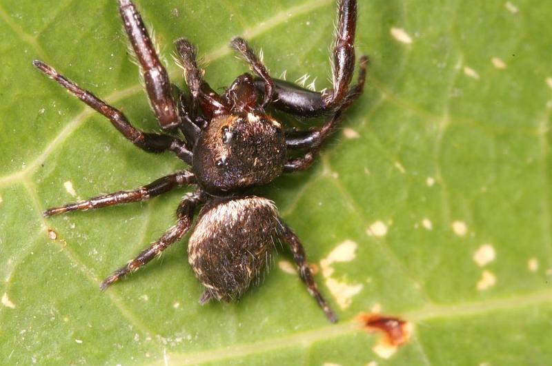 Euryattus_bleekeri_D7849_Z_88_North Stradbroke island_Australie.jpg